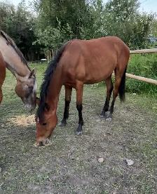 2.5 yr old filly - Photo 3