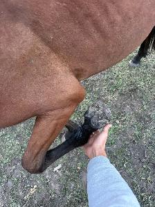 2.5 yr old filly - Photo 4
