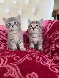 Spido & Molo 2 magnifiques chatons tigrés