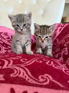Spido & Molo 2 magnifiques chatons tigrés - Photo 2