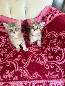 Spido & Molo 2 magnifiques chatons tigrés - Photo 3