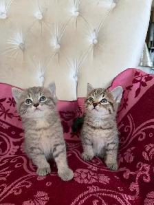 Spido & Molo 2 magnifiques chatons tigrés - Photo 4