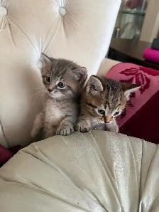 Spido & Molo 2 magnifiques chatons tigrés - Photo 9