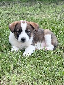 Border Collie Puppies