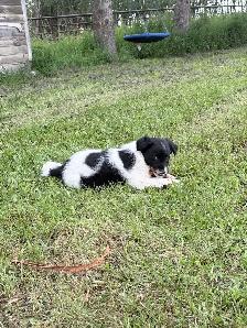 Border Collie Puppies - Photo 2
