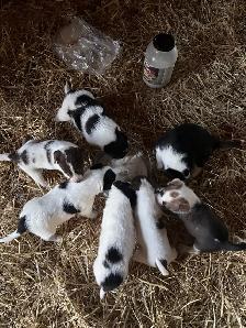 Border Collie Puppies - Photo 3