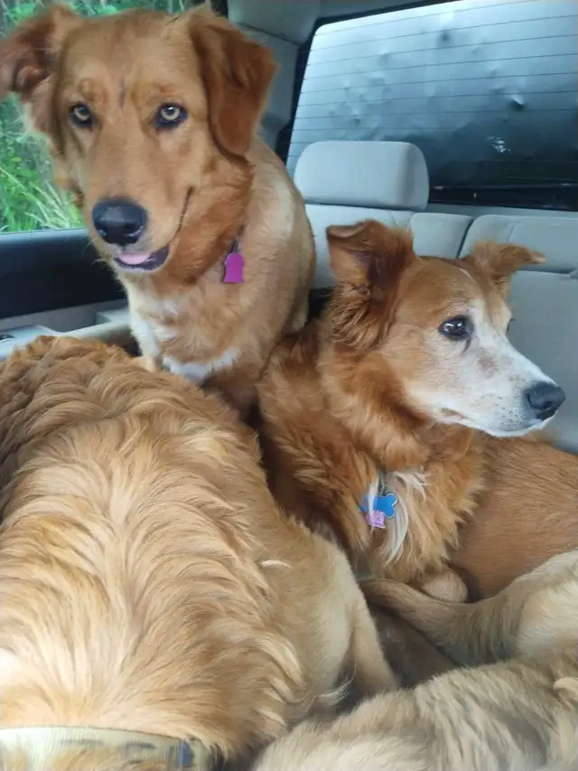 toller retriever