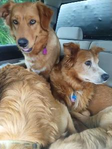 toller retriever