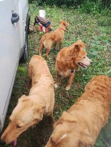 toller retriever - Photo 2