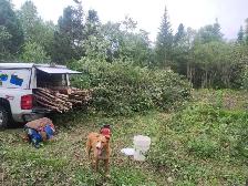 toller retriever - Photo 3