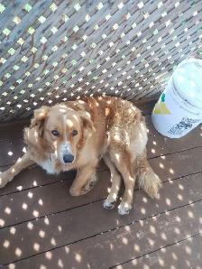 toller retriever - Photo 4
