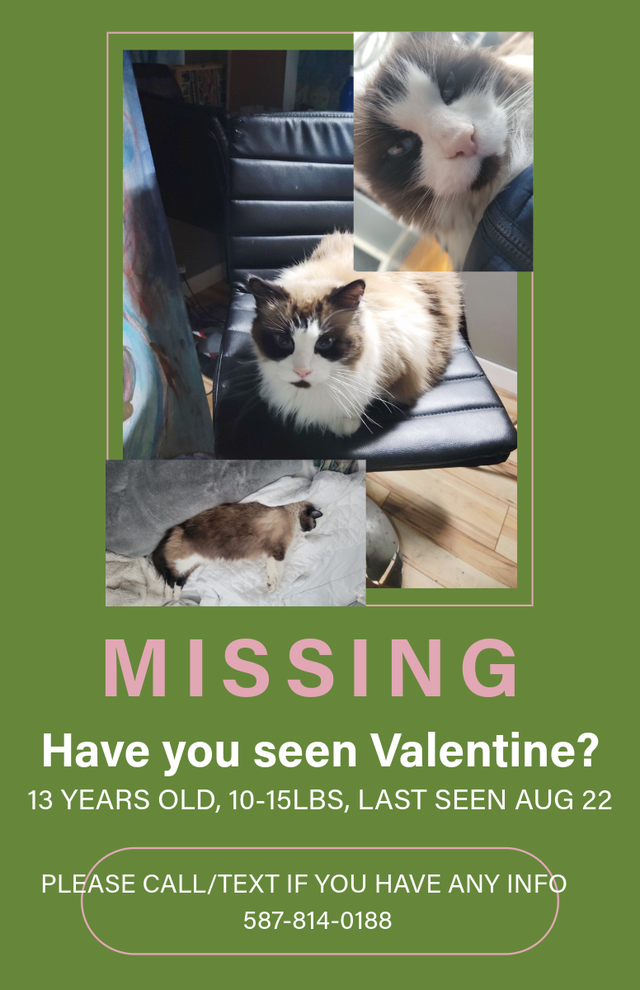 MISSING CAT: VALENTINE, 13 Y/O, MIX BREED. SINCE AUGUST 22ND.