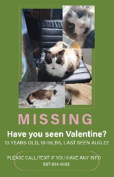 MISSING CAT: VALENTINE, 13 Y/O, MIX BREED. SINCE AUGUST 22ND.
