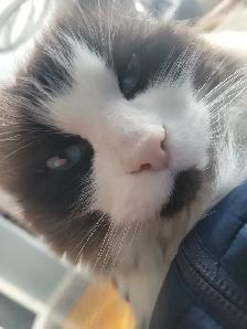 MISSING CAT: VALENTINE, 13 Y/O, MIX BREED. SINCE AUGUST 22ND. - Photo 2