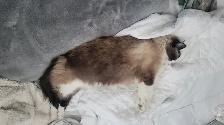 MISSING CAT: VALENTINE, 13 Y/O, MIX BREED. SINCE AUGUST 22ND. - Photo 3