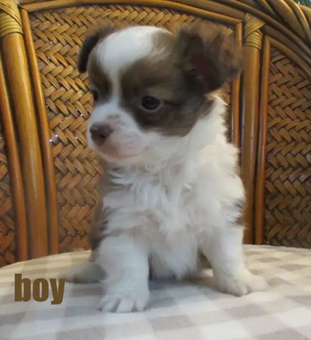 'Beautiful Chihuahua's Long Haired '