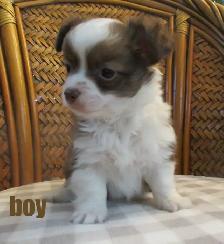 'Beautiful Chihuahua's Long Haired '
