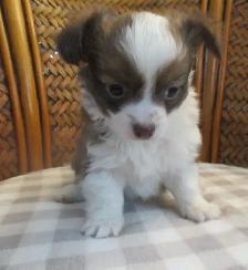 'Beautiful Chihuahua's Long Haired ' - Photo 2