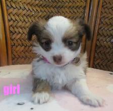 'Beautiful Chihuahua's Long Haired ' - Photo 3