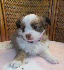 'Beautiful Chihuahua's Long Haired ' - Photo 4