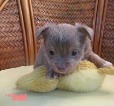 'Beautiful Chihuahua's Long Haired ' - Photo 5