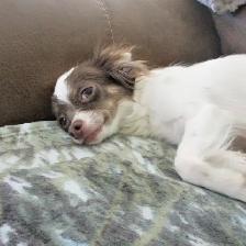 'Beautiful Chihuahua's Long Haired ' - Photo 6