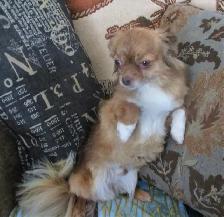 'Beautiful Chihuahua's Long Haired ' - Photo 7
