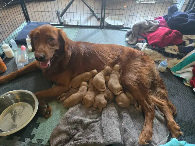 Golden Retriever Puppies!