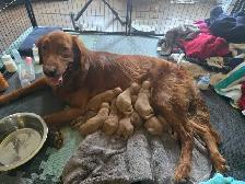 Golden Retriever Puppies!