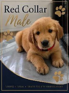 Golden Retriever Puppies! - Photo 2