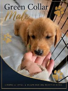Golden Retriever Puppies! - Photo 3