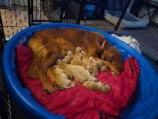 Golden Retriever Puppies! - Photo 4