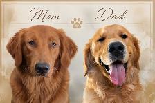 Golden Retriever Puppies! - Photo 5