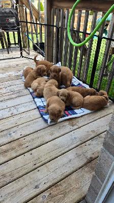 Golden Retriever Puppies! - Photo 6