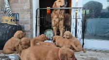 Golden Retriever Puppies! - Photo 7
