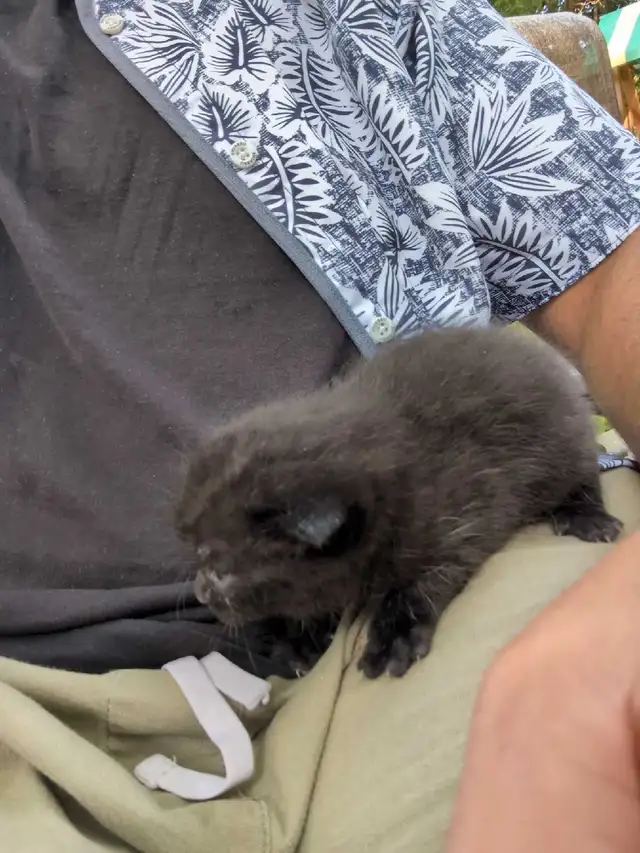 free kittens
