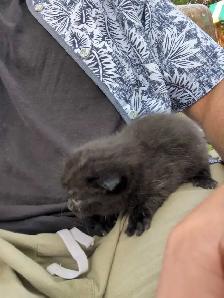 free kittens