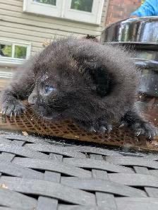 free kittens - Photo 2