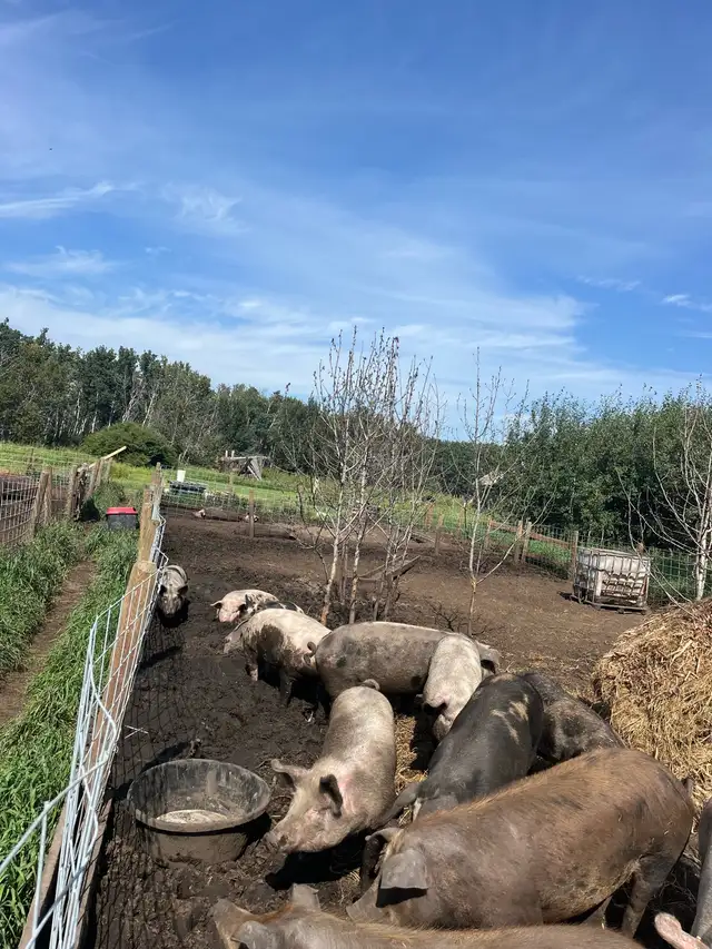 butcher pigs