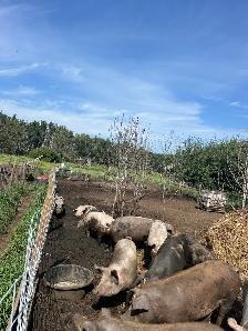 butcher pigs
