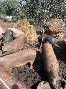 butcher pigs - Photo 2