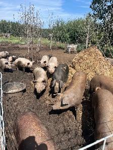 butcher pigs - Photo 3