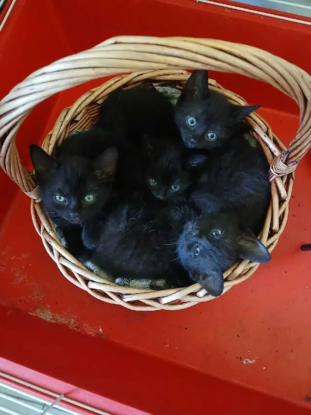 chat noir