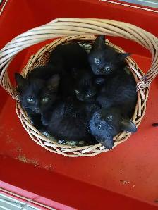chat noir