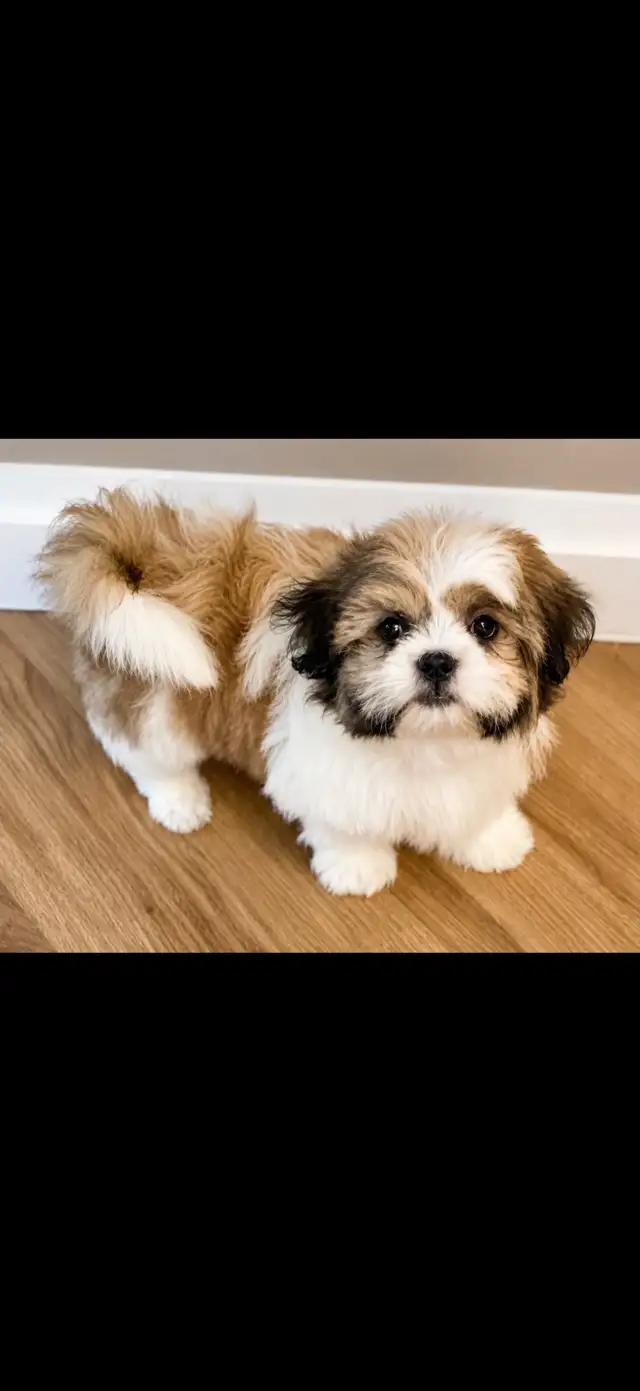 SHIHTZU PUPPIES