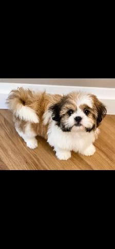 SHIHTZU PUPPIES