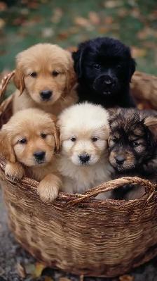 Looking For Transportation For A Dog
