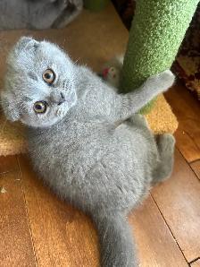 Scottish Fold and Scottish Straight kittens CCA/AFC registered - Photo 2