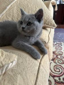 Scottish Fold and Scottish Straight kittens CCA/AFC registered - Photo 5