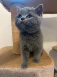 Scottish Fold and Scottish Straight kittens CCA/AFC registered - Photo 6
